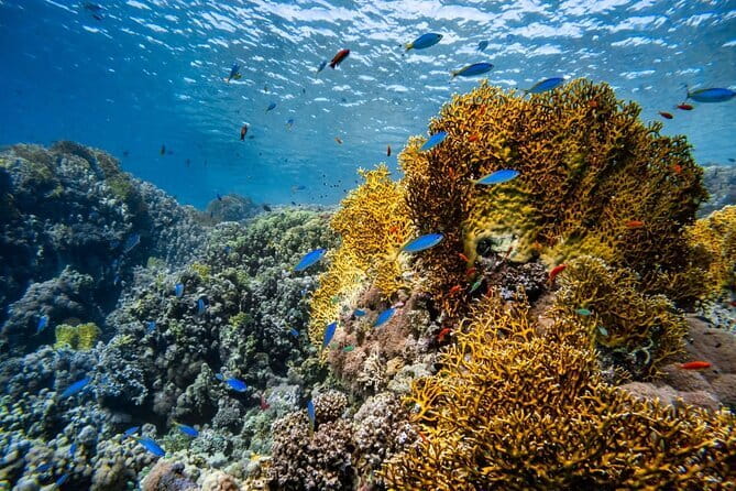 3 Fun Dives in Racha Yai and Racha Noi for Certified Divers - Price and overall value at $89.61