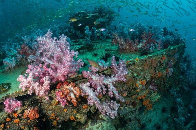 3 Fun Dives King Cruiser Wreck and Koh DokMai for Certified diver - The King Cruiser wreck gives the day its edge