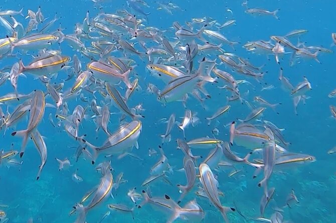 3 Hour Guided Scuba Diving in Trincomalee - Why Trincomalee works for a first underwater outing
