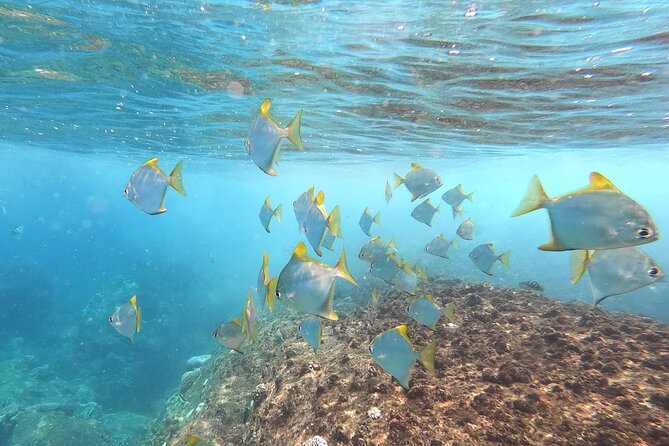 3 Hour Guided Scuba Diving in Trincomalee - Sam, Gudi, and the value of close instruction