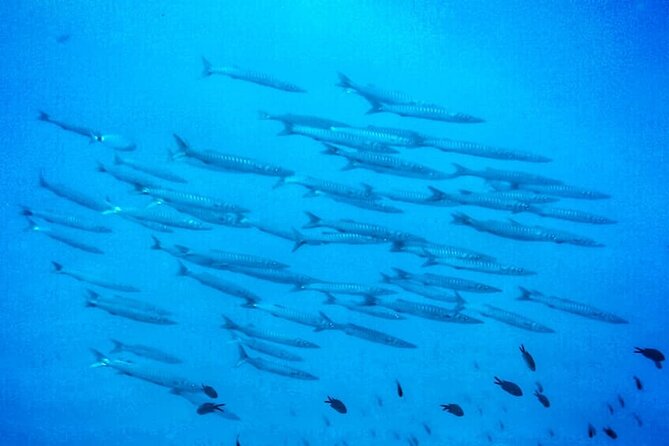 3-Hour Try Scuba Private Guided Sea Baptism from Palermo - The 30 to 40 minute sea session