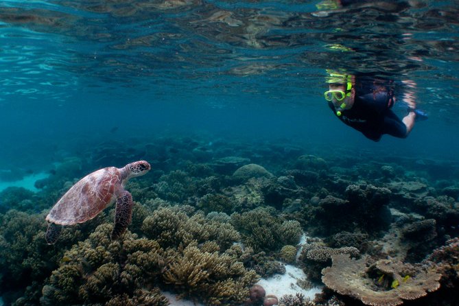 3 Night Ningaloo Reef Snorkel and Dive Getaway from Coral Bay - Why this four-day reef trip catches my attention