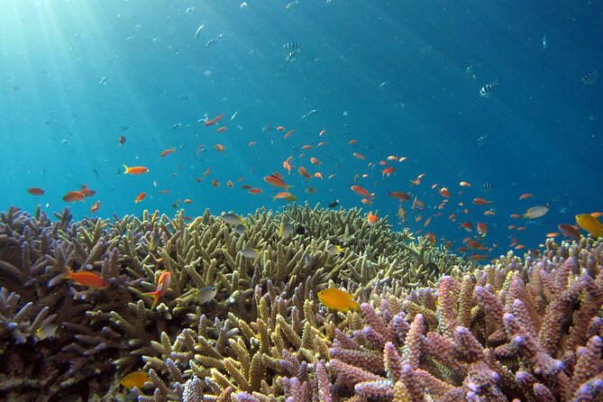 3 Semporna Islands Tour with Snorkel or Diving Experience - What the price covers, and what it does not