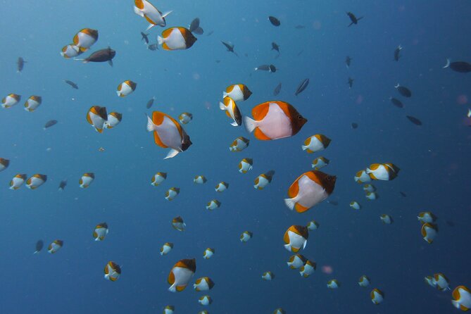 3 Semporna Islands Tour with Snorkel or Diving Experience - How the small group affects the day