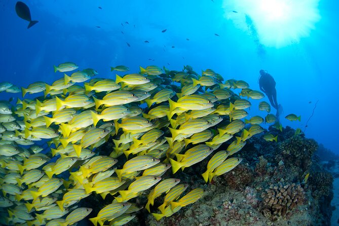 3-Tank Dive Featuring the Molokini Crater - What the $375 price is buying