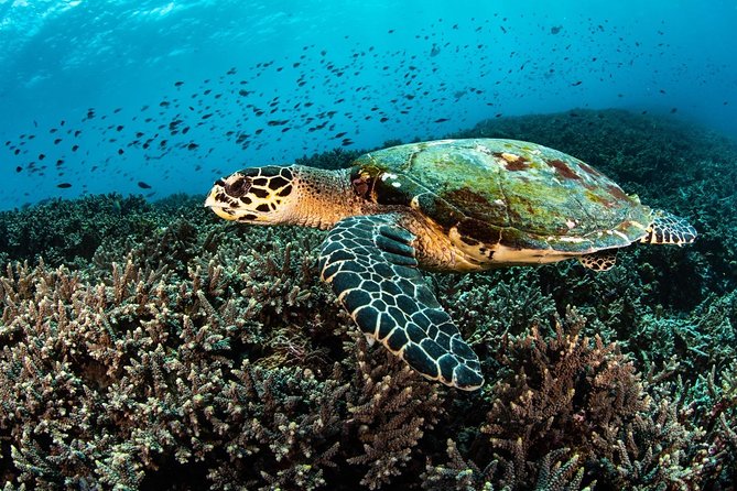 5 Fun Dives in Nusa Lembongan (for certified divers) - Swim with a Mola Mola - Mangrove Point and the local side of the island