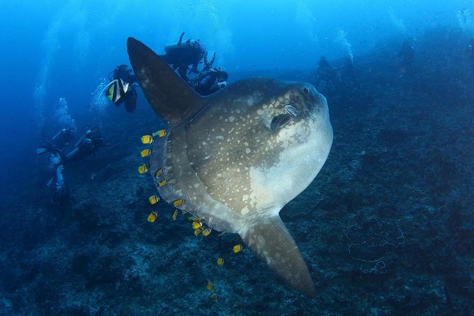 5 Fun Dives in Nusa Lembongan (for certified divers) - Swim with a Mola Mola - Jungut Batu closes the five-site plan