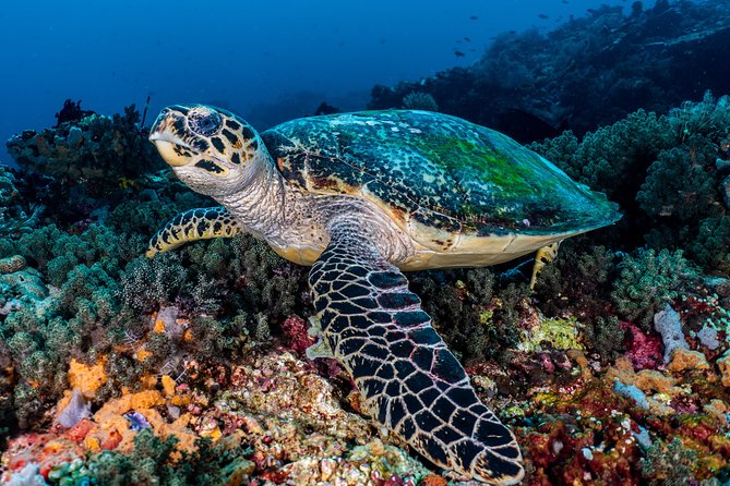5 Fun Dives in Pemuteran (for certified divers) - Exploration in Menjangan Park - Why Menjangan Island is the main attraction