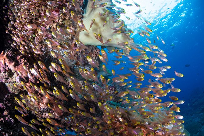5 Fun Dives in Pemuteran (for certified divers) - Exploration in Menjangan Park - Guides, supervision, and the refresher option