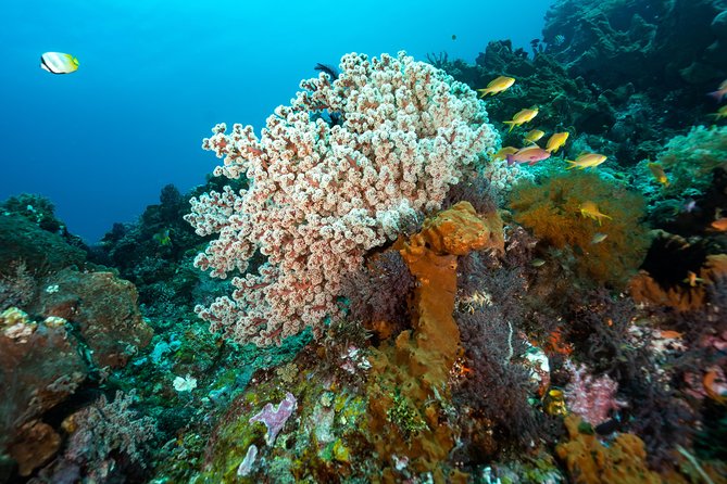 5 Fun Dives in Pemuteran (for certified divers) - Exploration in Menjangan Park - Group size, fitness, and comfort