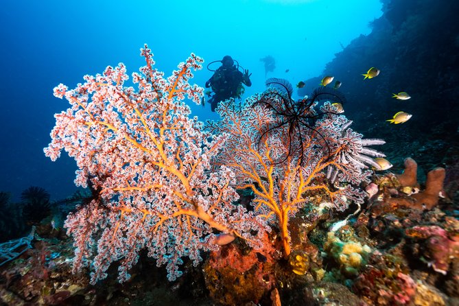 5 Fun Dives in Pemuteran (for certified divers) - Exploration in Menjangan Park - Practical tips for a smoother day