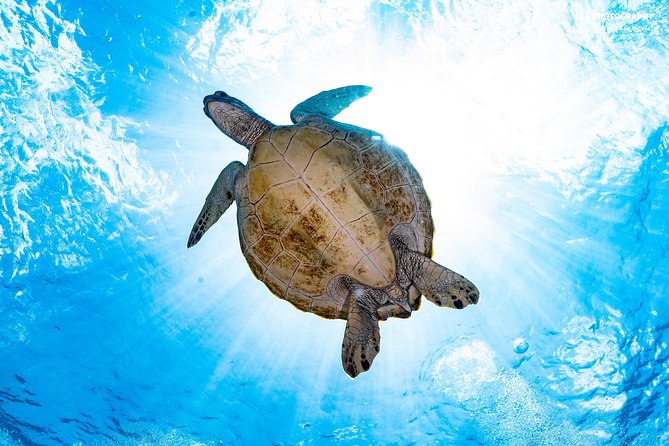 5 Fun Dives in Pemuteran (for certified divers) - Exploration in Menjangan Park - Who should book these Menjangan sessions
