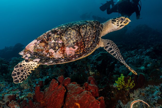 5 Fun Dives in Pemuteran (for certified divers) - Exploration in Menjangan Park - What each part of the itinerary offers