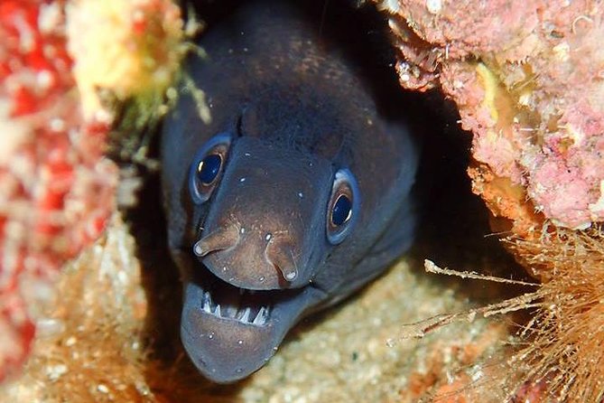 6 Diving Sites Scuba Diving Package in Gran Canaria - Six underwater outings around Puerto de Mogán