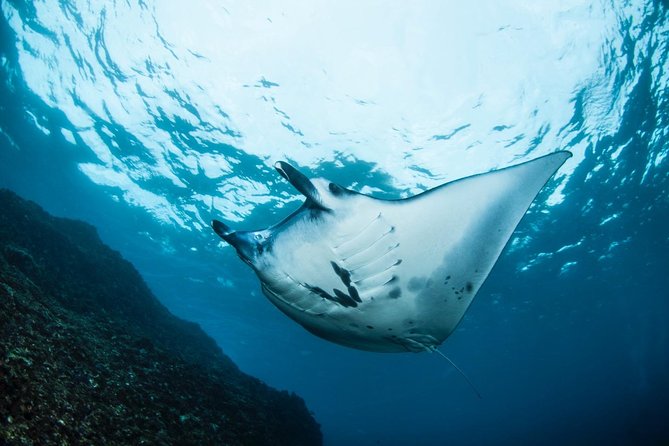 7 Fun Dives in Nusa Lembongan (for certified divers) - Premium Value Package - Seven underwater sessions around Nusa Lembongan