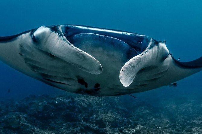 7 Fun Dives in Nusa Lembongan (for certified divers) - Premium Value Package - What the package includes at the dive center