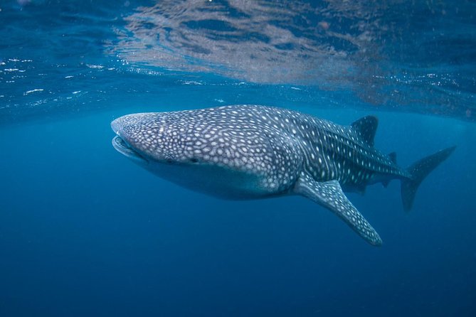 7 Fun Dives in Nusa Lembongan (for certified divers) - Premium Value Package - Why the transfer and group size matter