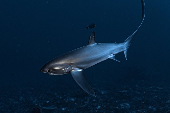 7 Fun Dives in Nusa Lembongan (for certified divers) - Premium Value Package - Safety, certification, and the refresher rule