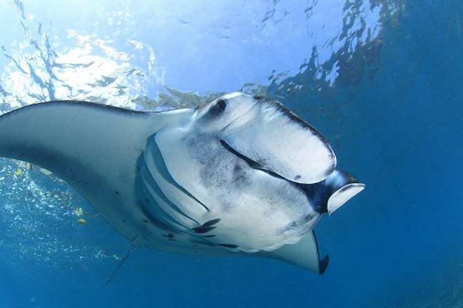 7 Fun Dives in Nusa Lembongan (for certified divers) - Premium Value Package - Crystal Bay and the chance of Mola Mola