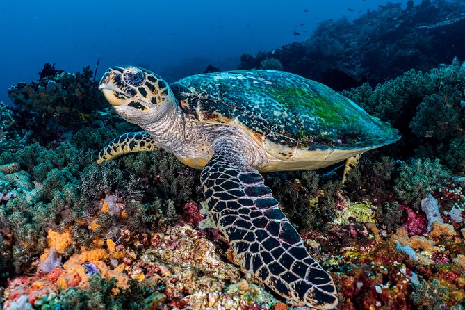 7 Fun Dives in Pemuteran (for certified divers) - Exploration in Menjangan Park - Why Menjangan is worth several underwater sessions
