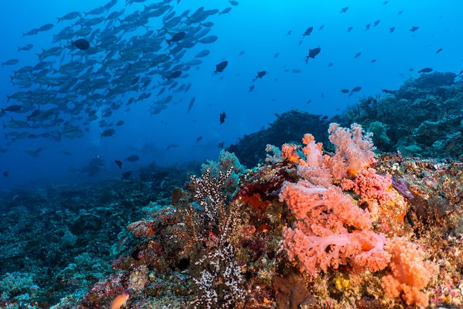 7 Fun Dives in Pemuteran (for certified divers) - Exploration in Menjangan Park - The island break between sessions