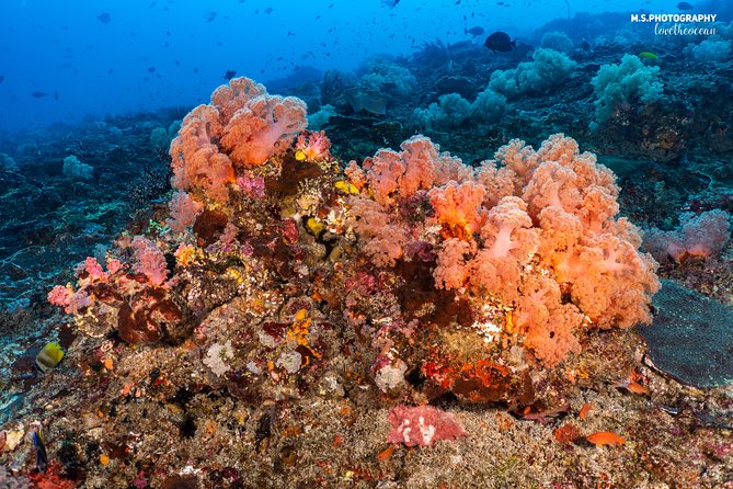 7 Fun Dives in Pemuteran (for certified divers) - Exploration in Menjangan Park - Equipment, instruction, and refresher rules