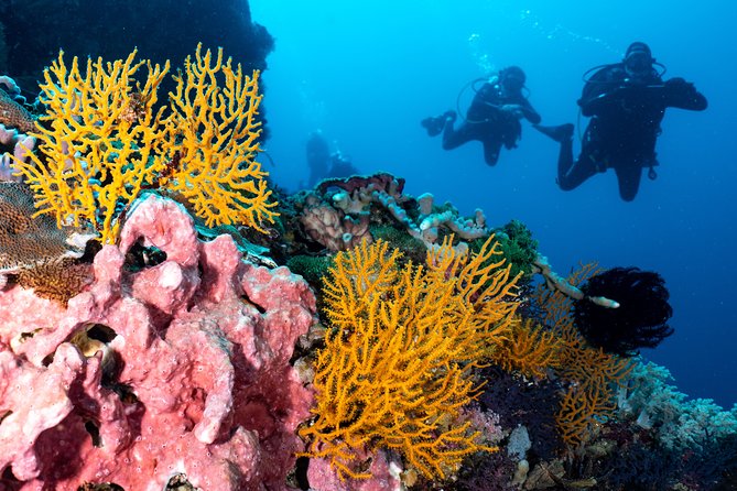 7 Fun Dives in Pemuteran (for certified divers) - Exploration in Menjangan Park - Price, park fee, and what you really pay