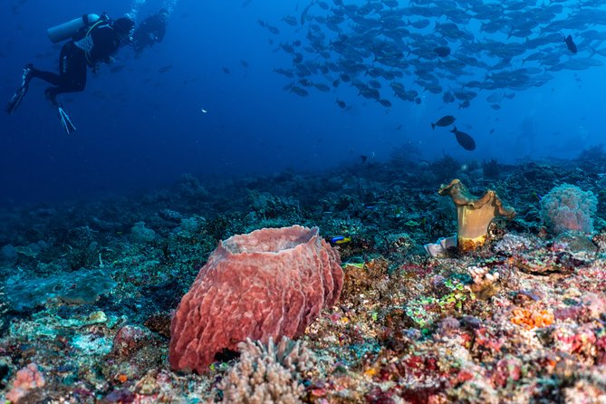 7 Fun Dives in Pemuteran (for certified divers) - Exploration in Menjangan Park - The daily logistics you should expect