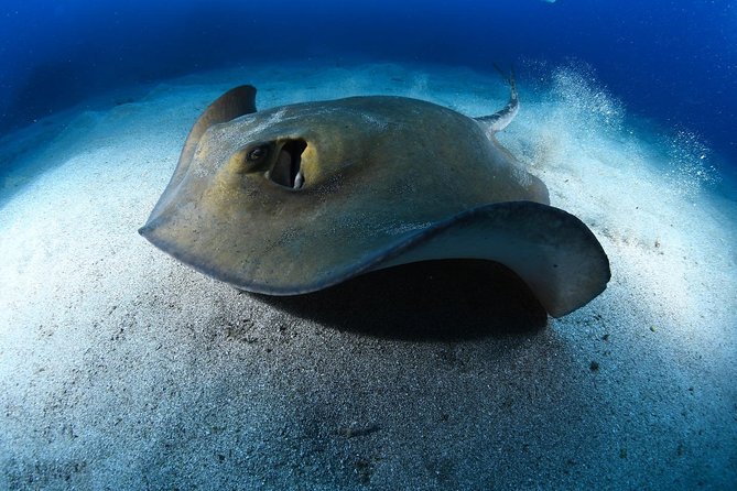 ADVANCED OPEN WATER CERTIFICATION - Improve your scuba diving skills up to 30m ! - Equipment, hygiene, and small comforts