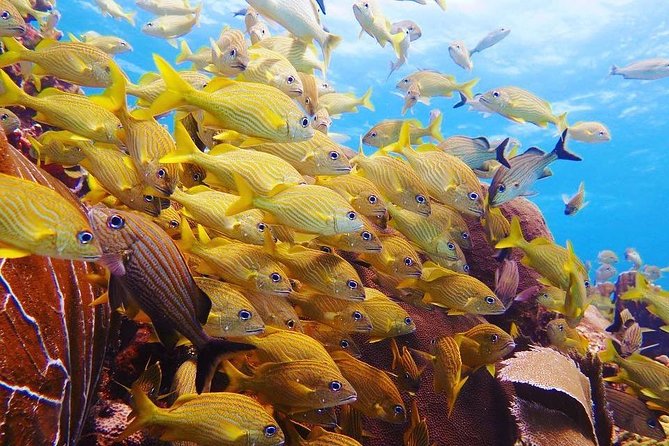 Advanced Open Water Diver course PADI in Playa del Carmen - What the two-day PADI course actually adds
