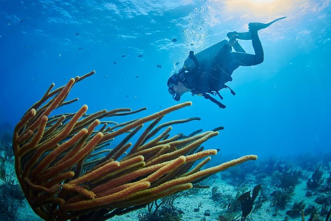 Advanced Open Water Diver course PADI in Playa del Carmen - Choosing the three adventure subjects