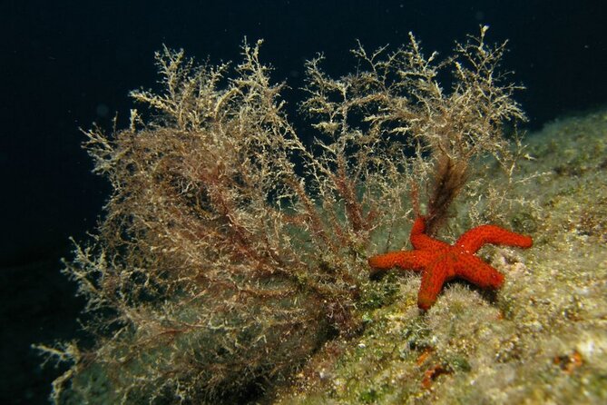 Adventure Dives for Certified Divers in Nea Makri, Athens - Who will get the most from this outing?