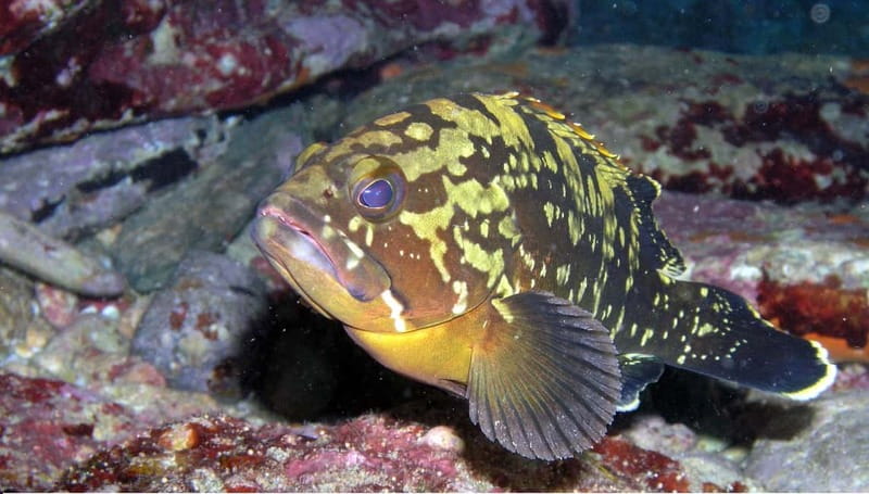 Agia Pelagia: Introduction to Scuba Diving Experience - Key details before you book