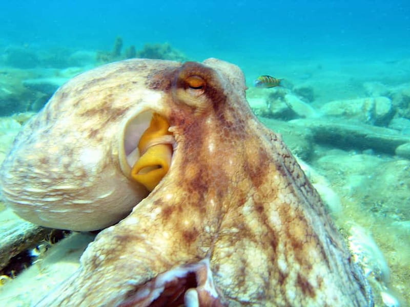 Agia Pelagia: Introduction to Scuba Diving Experience - The longer Mononaftis schedule