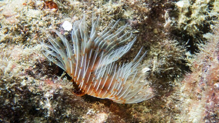 Alanya: 2 Guided Scuba Dives with Lunch and Hotel Transfers - What your Alanya boat day looks like