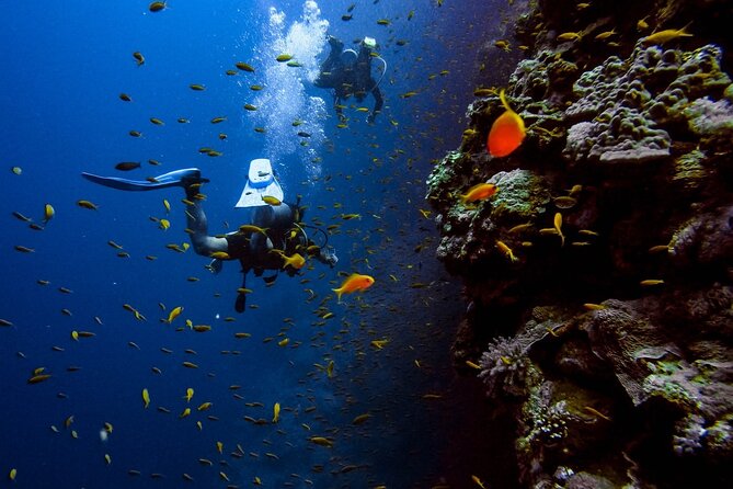 Alanya Scuba Diving Adventure: 2 Guided Dives with Lunch - Starting early from your Alanya hotel
