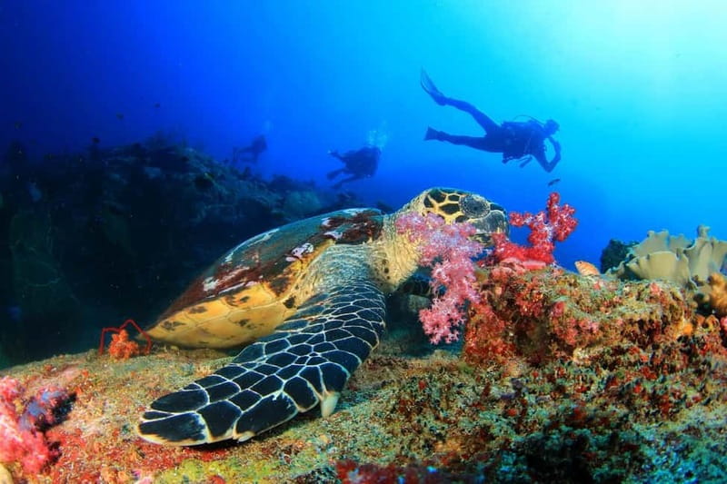 Alanya: Scuba Diving Tour With Lunch - The morning pickup from Alanya or Manavgat