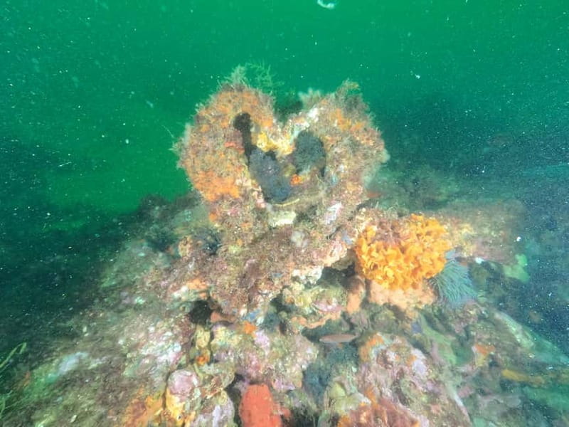 Albufeira: Scuba Diving Experience for Beginners - Who should book this Albufeira scuba session