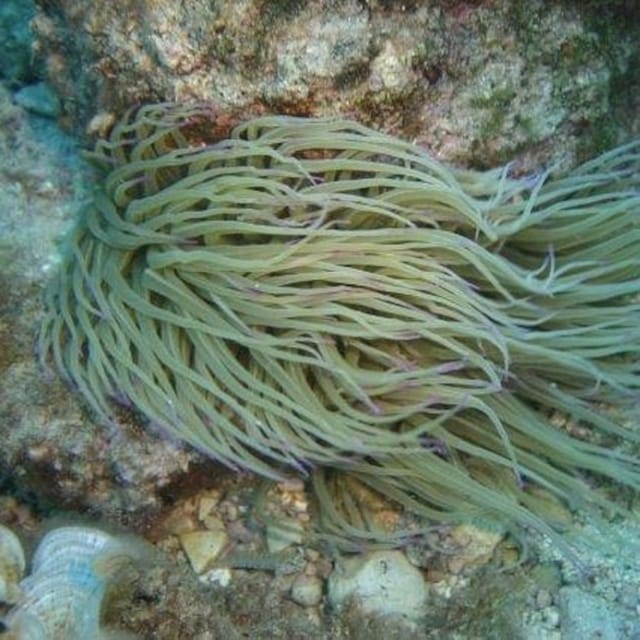 Alghero: discovery diving lesson for beginners - What the $161.43 price really includes