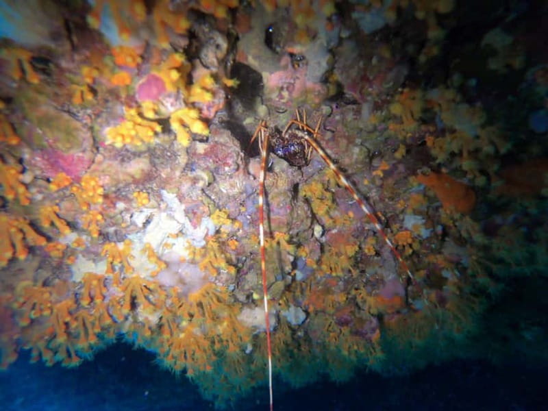 Alghero: Diving Experience - My verdict on the underwater scenery and service