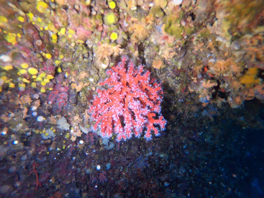 Alghero: Diving Experience - Who should book this Capo Caccia outing?