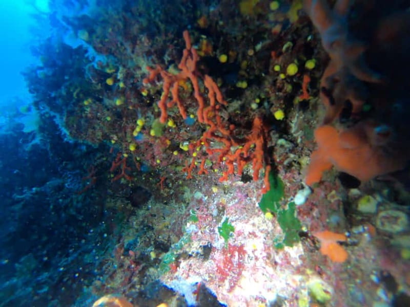 Alghero: Diving Experience - The boat ride to Isola Piana and Capo Caccia