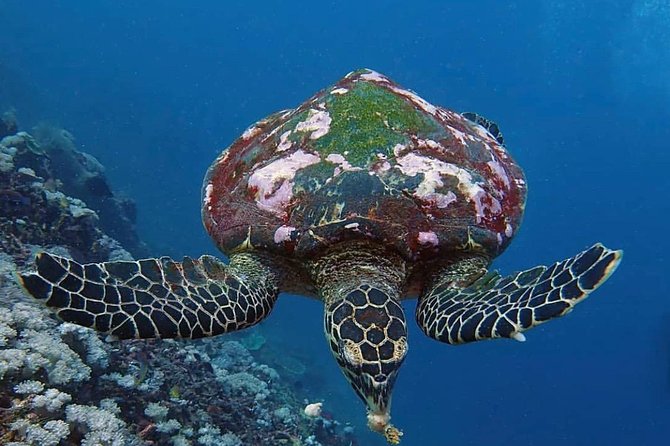 All Inclusive Bali Scuba Diving at Tulamben with Lunch -Transport - What the $150 price really covers