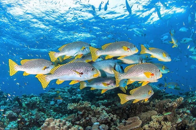 All Inclusive Great Barrier Reef Cruise w optional Scuba Diving - The return journey and end of the day