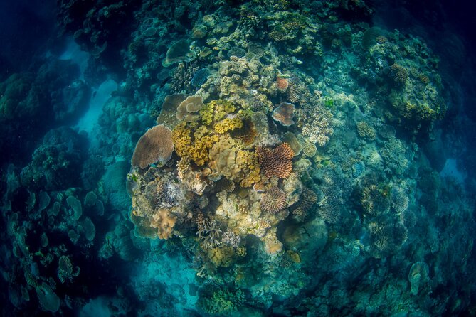 All Inclusive Great Barrier Reef Cruise w optional Scuba Diving - Is $190.07 good value?