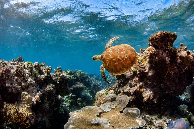 All Inclusive Great Barrier Reef Cruise w optional Scuba Diving - Who will enjoy this reef cruise most?