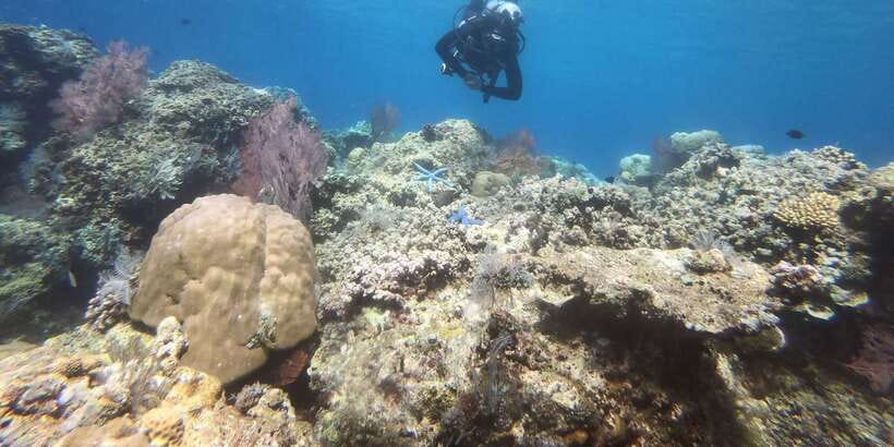 Amed: Guided Scuba Dive for Beginners/Non Certified divers - Key points to know before booking