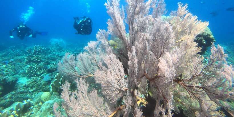 Amed: Guided Scuba Dive for Beginners/Non Certified divers - Getting comfortable with the equipment