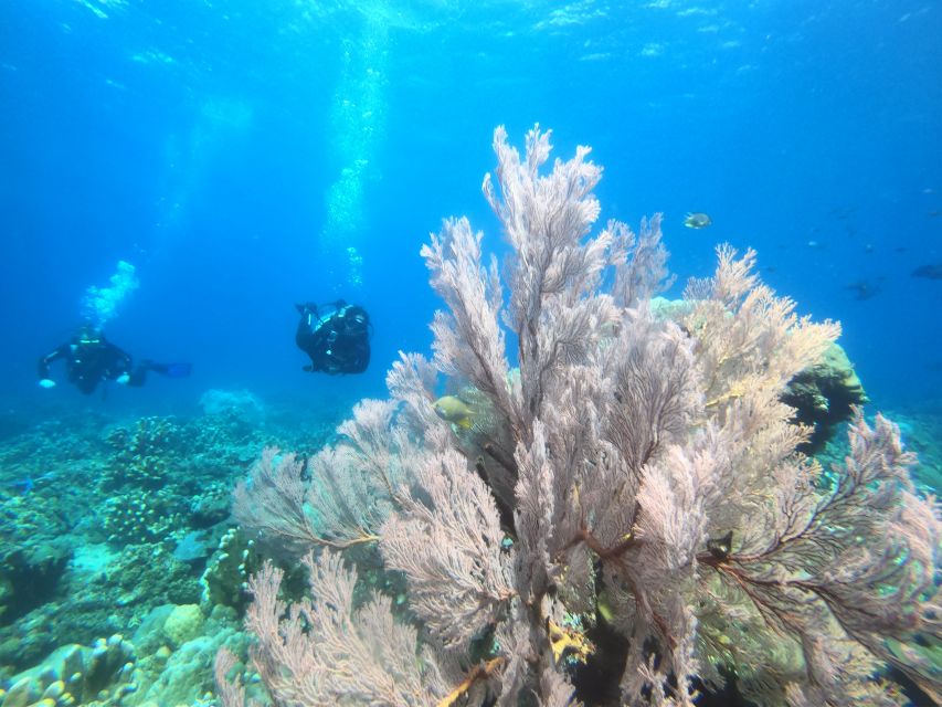 Amed: Guided Scuba Dive for Beginners/Non Certified divers - Booking details that matter