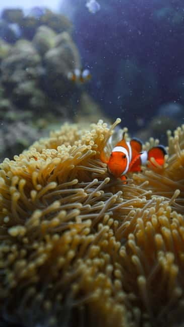Andaman: Havelock Scuba Diving by PADI 5-Star Dive Center - Key points before you book